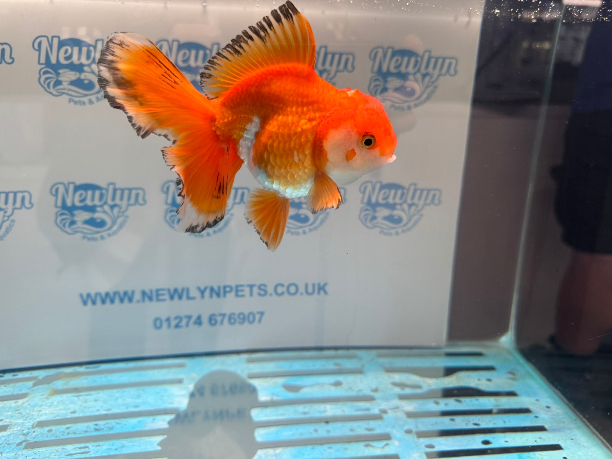 Oranda 14 - 15cm OR9hg (Fish in photo) - Newlyn - pets - Newlyn - pets - 