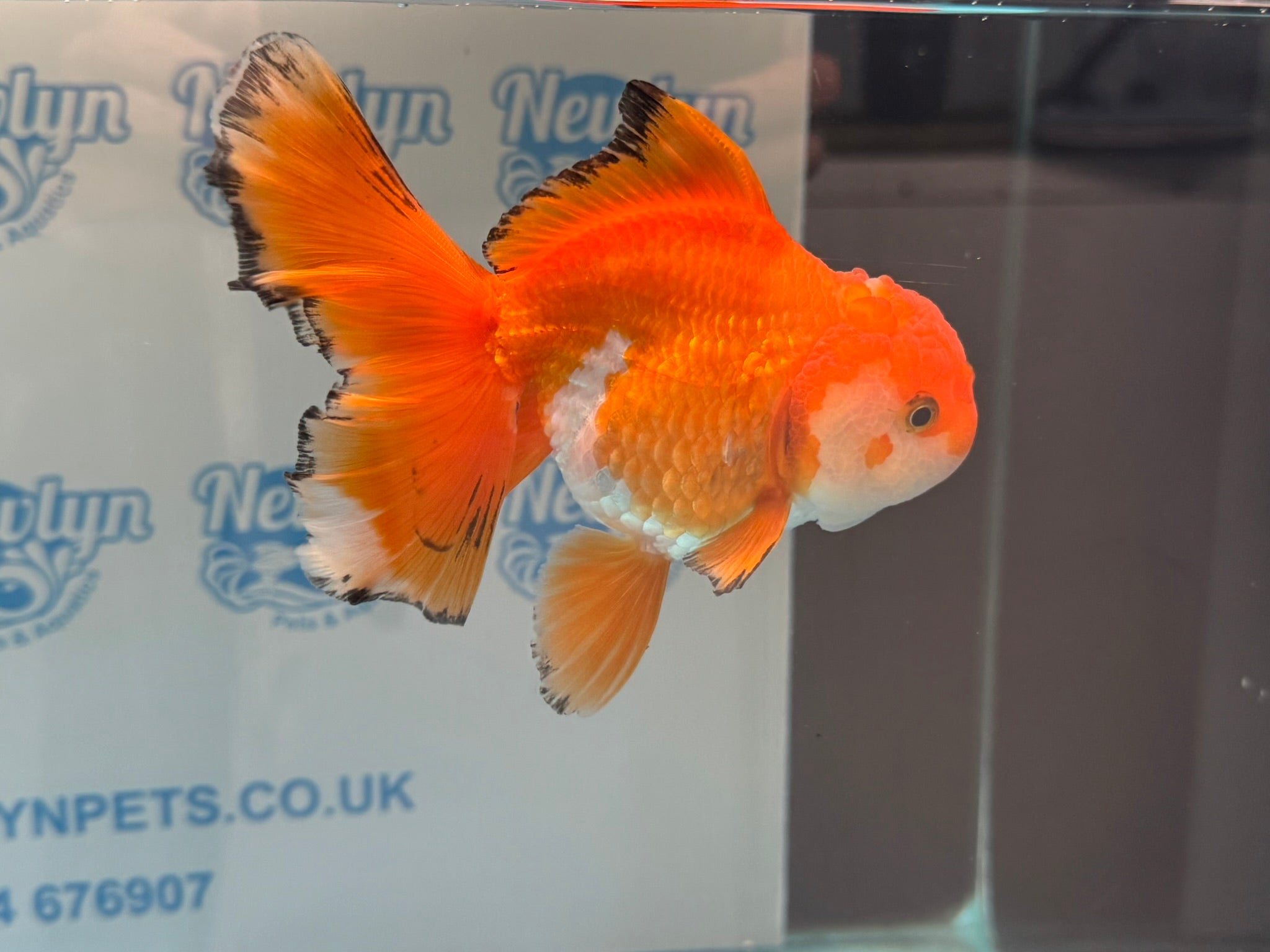 Oranda 14 - 15cm OR9hg (Fish in photo) - Newlyn - pets - Newlyn - pets - 