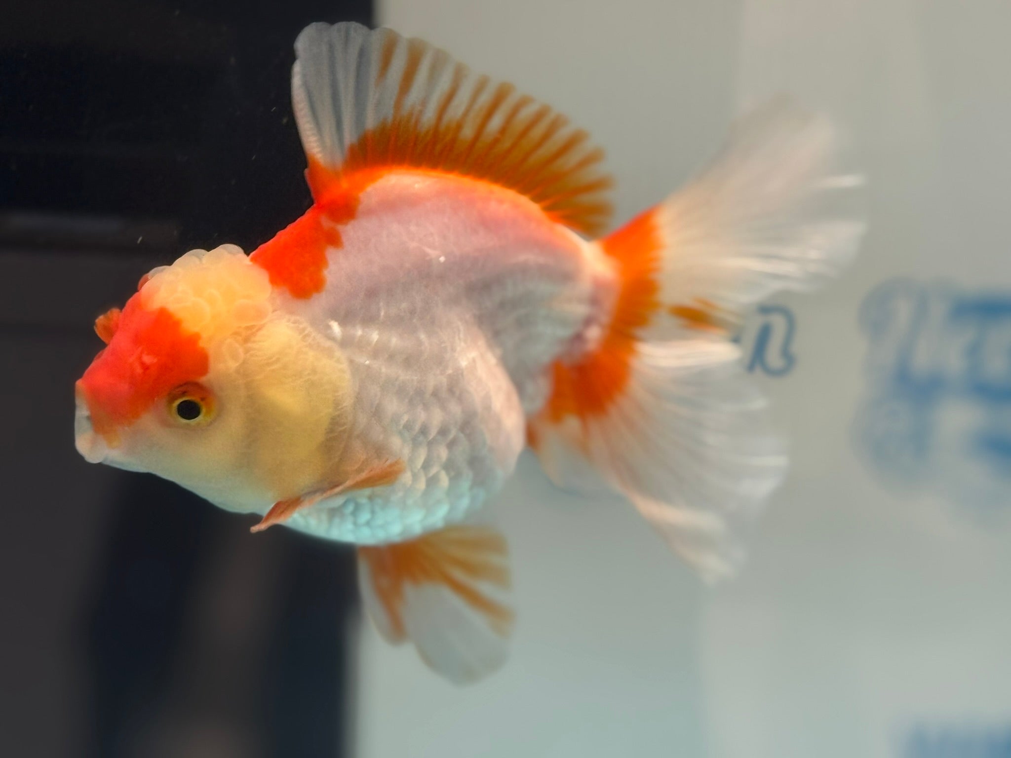 Oranda 14cm OR10hg (Fish in photo) - Newlyn - pets - Newlyn - pets - 