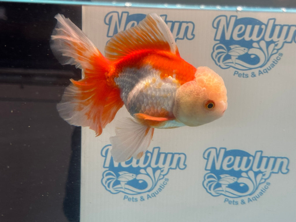 Oranda 14cm OR6 (Fish in photo) - Newlyn - pets - Newlyn - pets - 