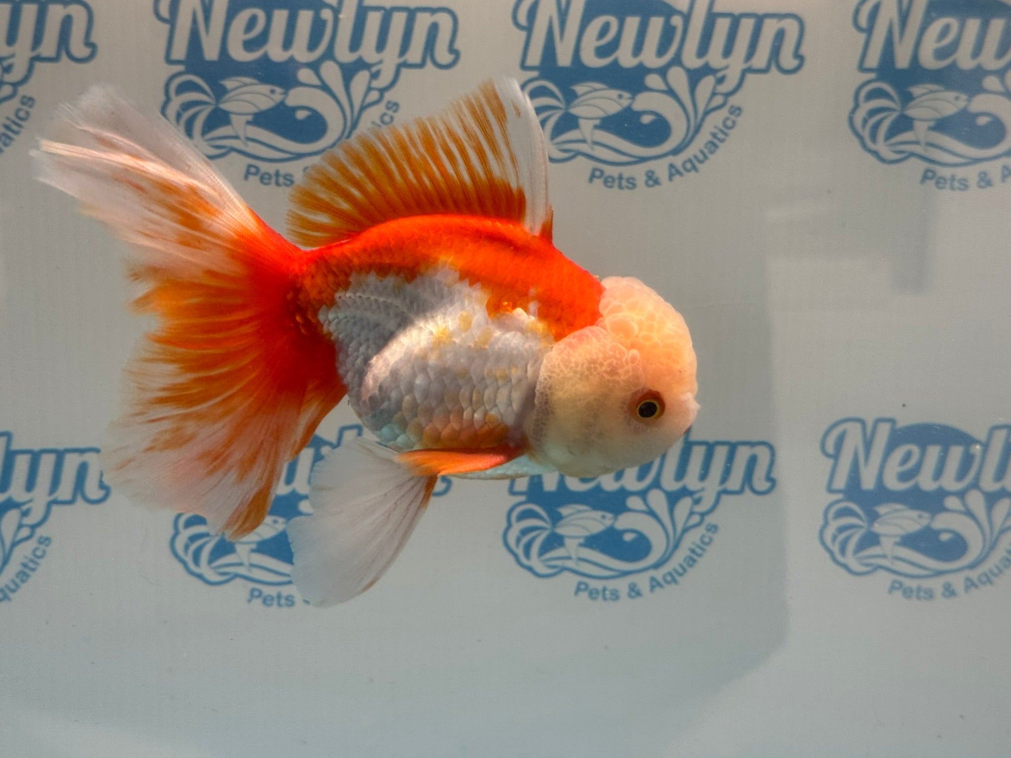 Oranda 14cm OR6 (Fish in photo) - Newlyn - pets - Newlyn - pets - 
