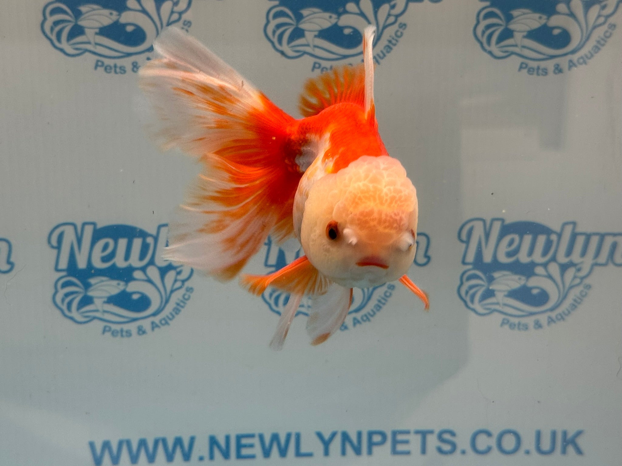 Oranda 14cm OR6 (Fish in photo) - Newlyn - pets - Newlyn - pets - 