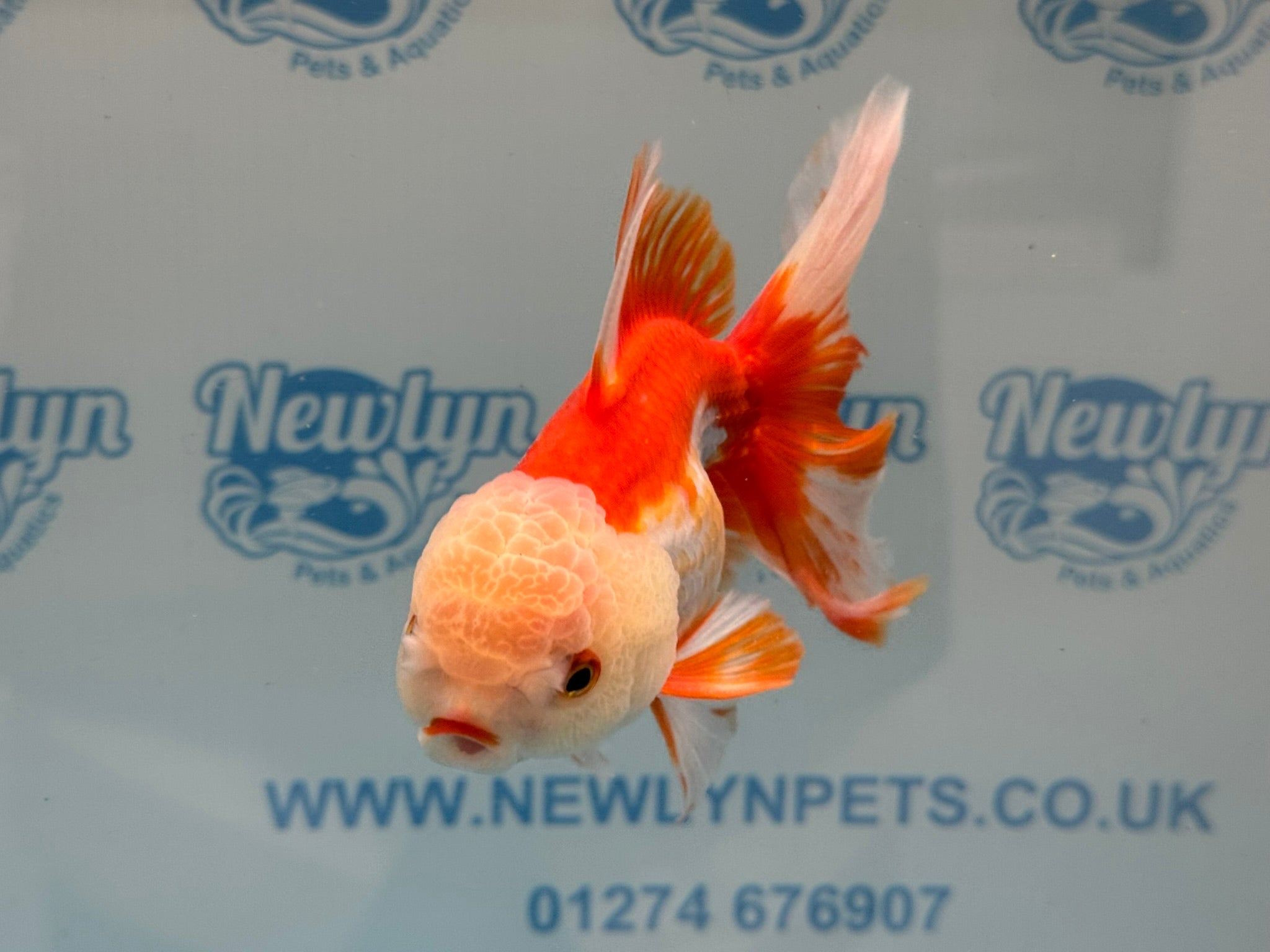 Oranda 14cm OR6 (Fish in photo) - Newlyn - pets - Newlyn - pets - 