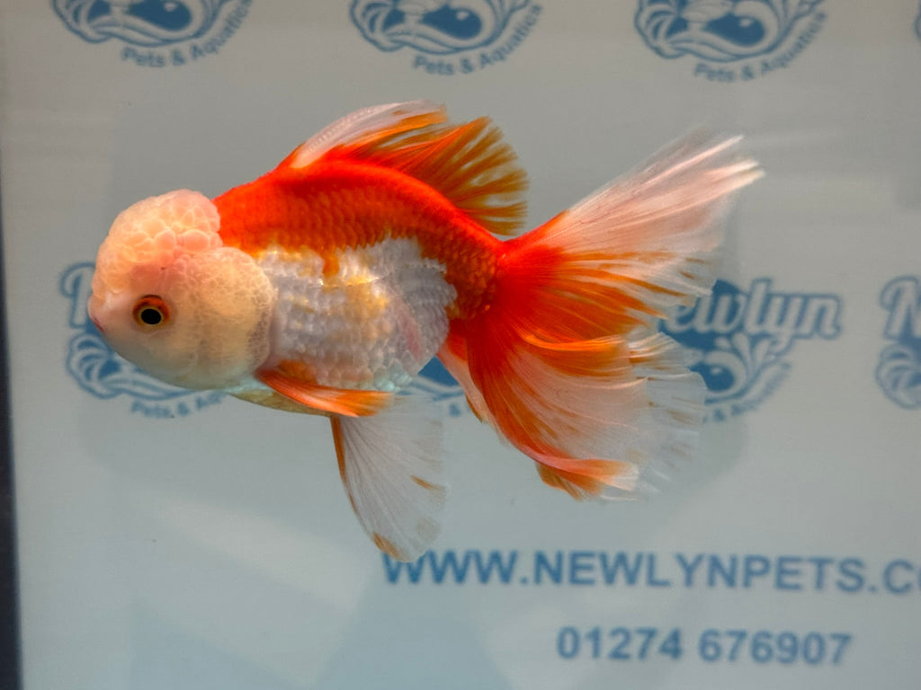 Oranda 14cm OR6 (Fish in photo) - Newlyn - pets - Newlyn - pets - 