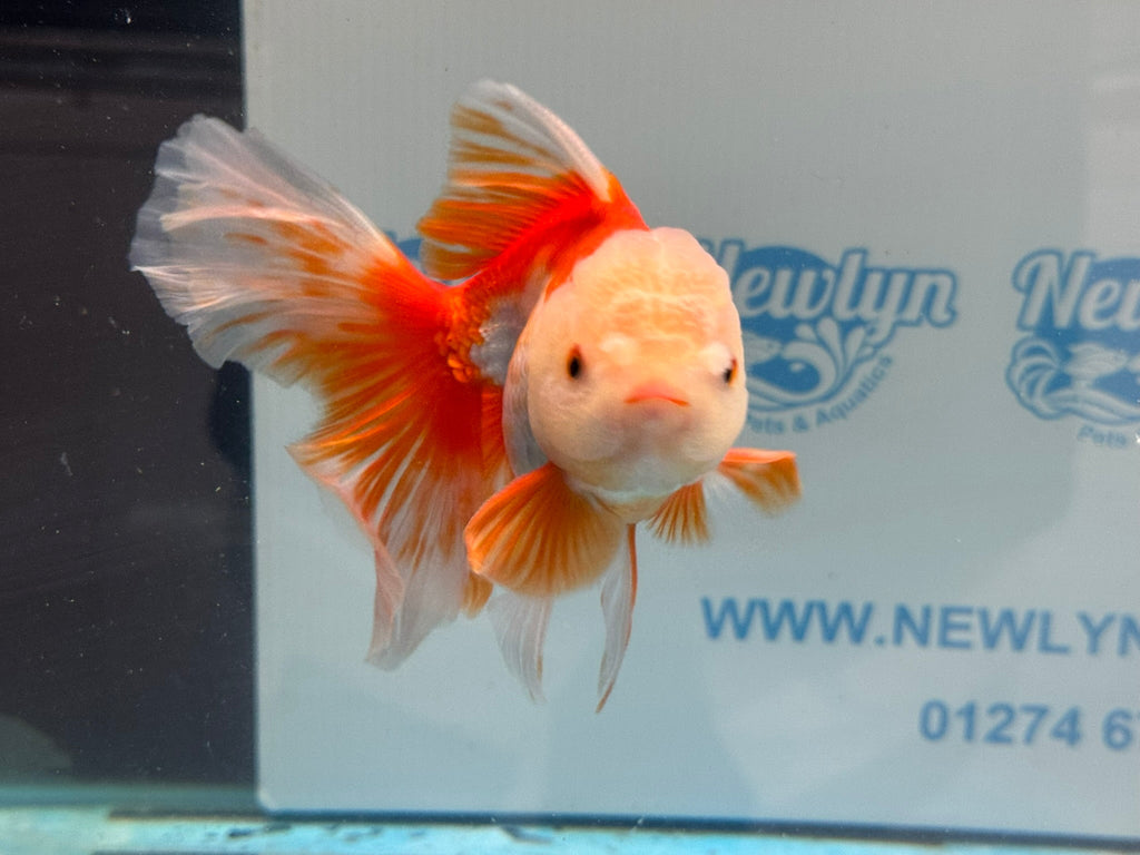 Oranda 14cm OR6 (Fish in photo) - Newlyn - pets - Newlyn - pets - 