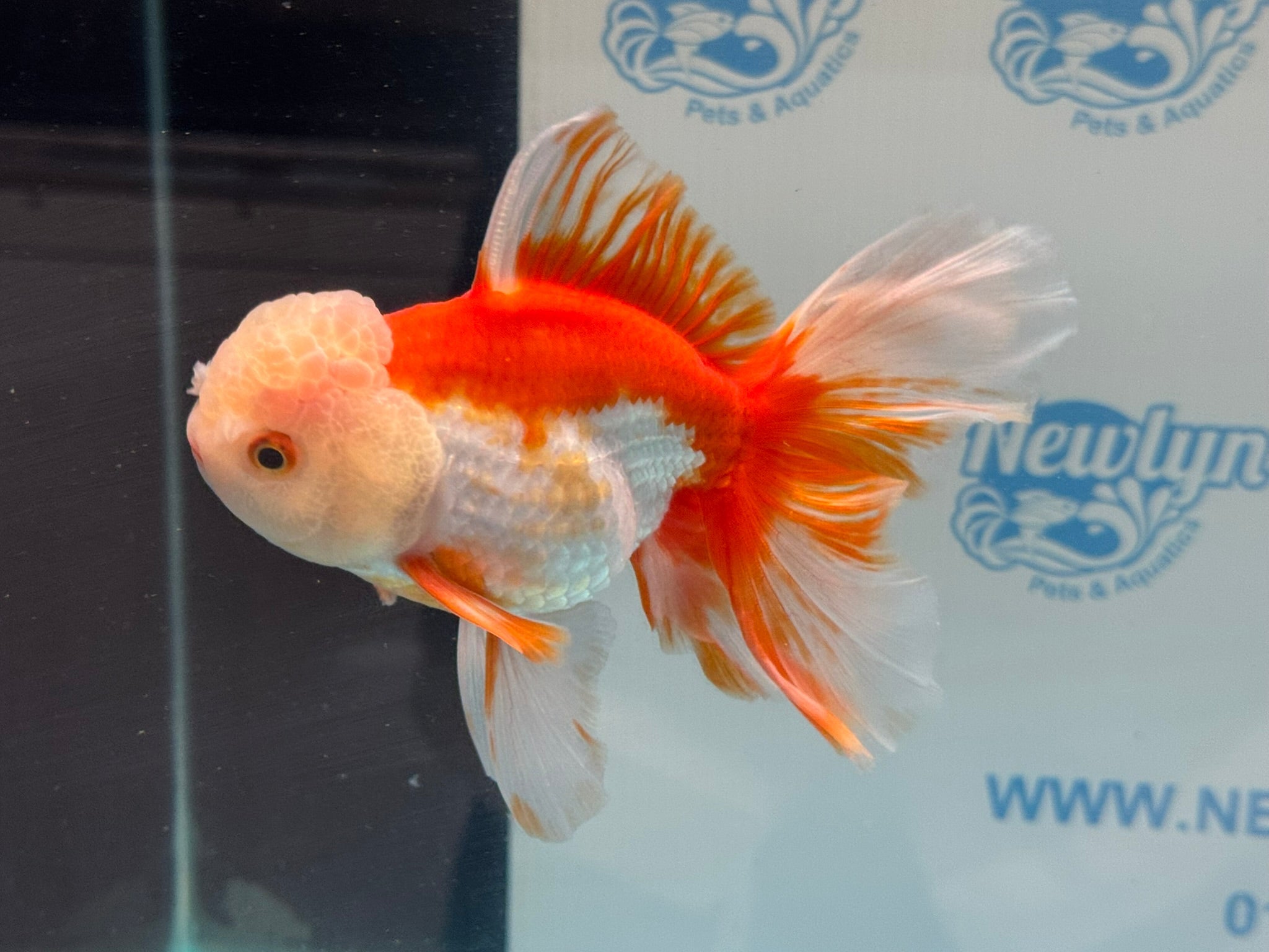 Oranda 14cm OR6 (Fish in photo) - Newlyn - pets - Newlyn - pets - 