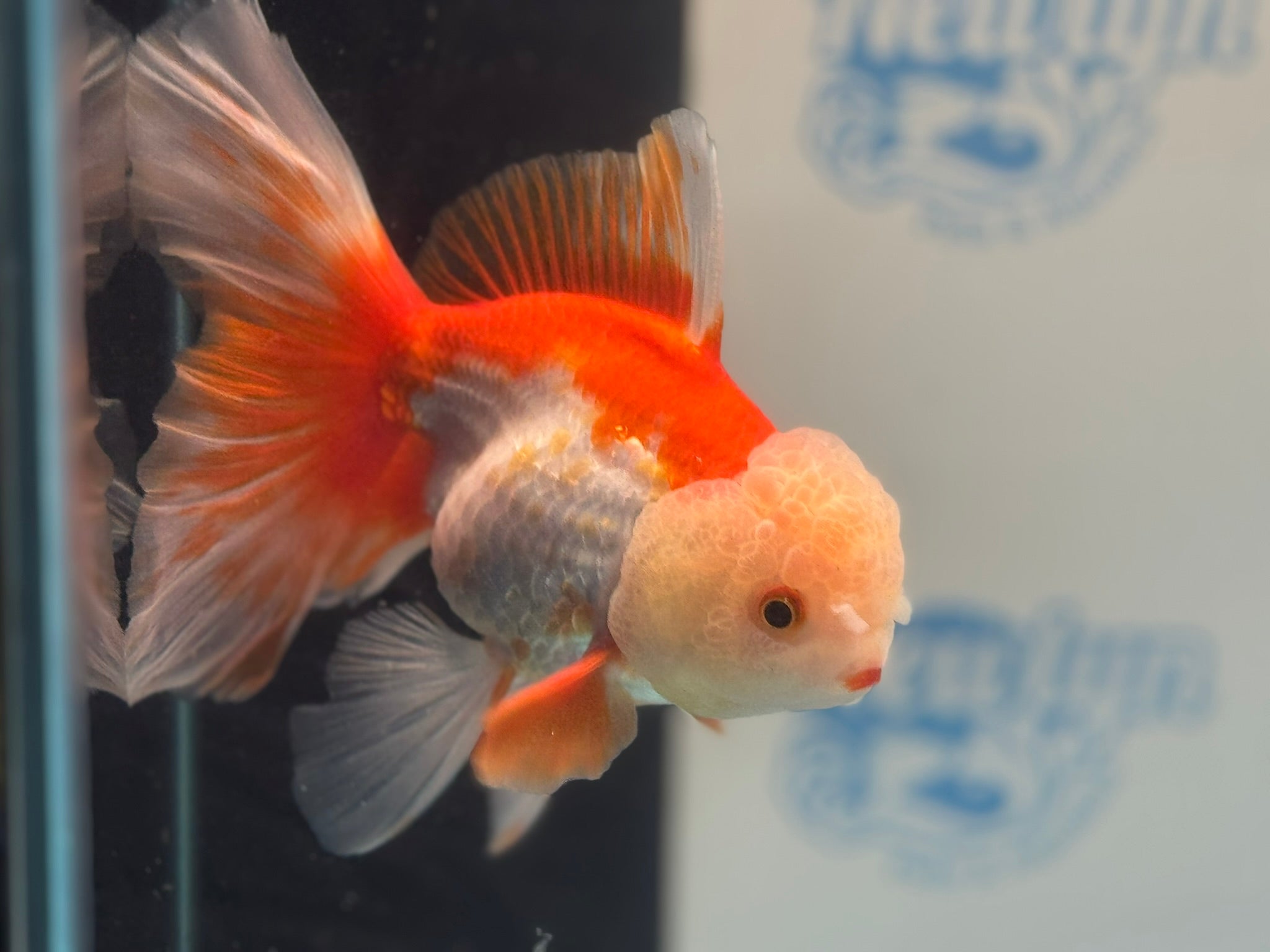 Oranda 14cm OR6 (Fish in photo) - Newlyn - pets - Newlyn - pets - 