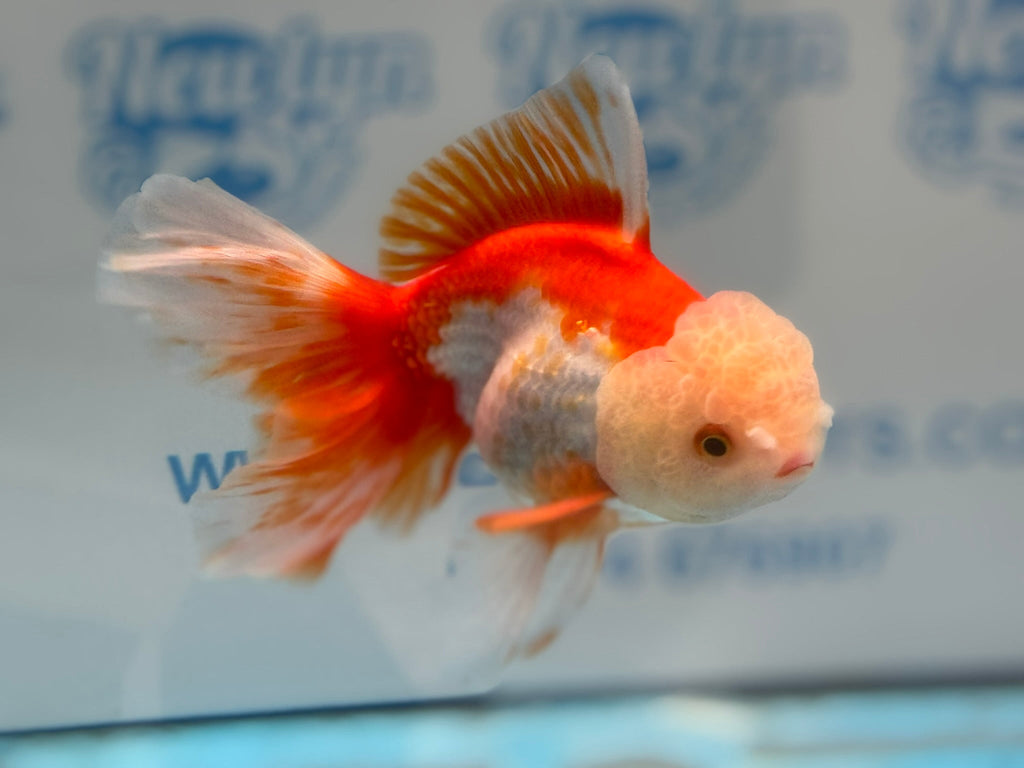 Oranda 14cm OR6 (Fish in photo) - Newlyn - pets - Newlyn - pets - 