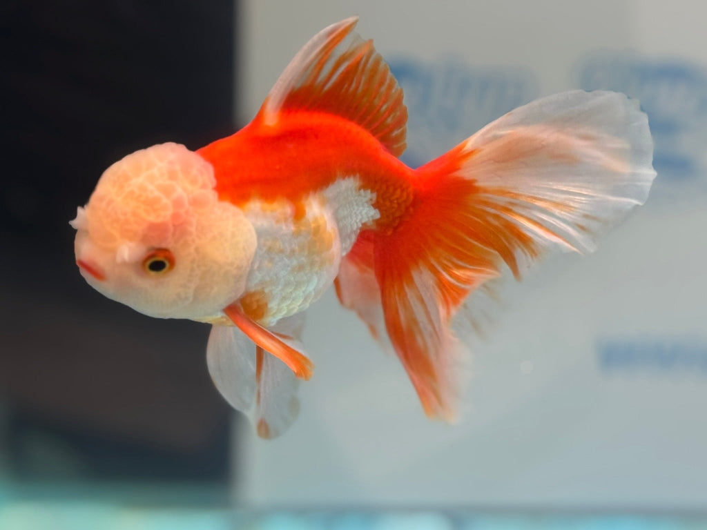 Oranda 14cm OR6 (Fish in photo) - Newlyn - pets - Newlyn - pets - 