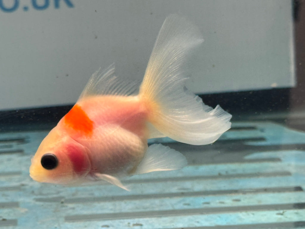 Oranda 7cm OR9 (Fish in photo) - Newlyn-pets - Newlyn-pets - 