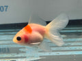 Oranda 7cm OR9 (Fish in photo) - Newlyn-pets - Newlyn-pets - 