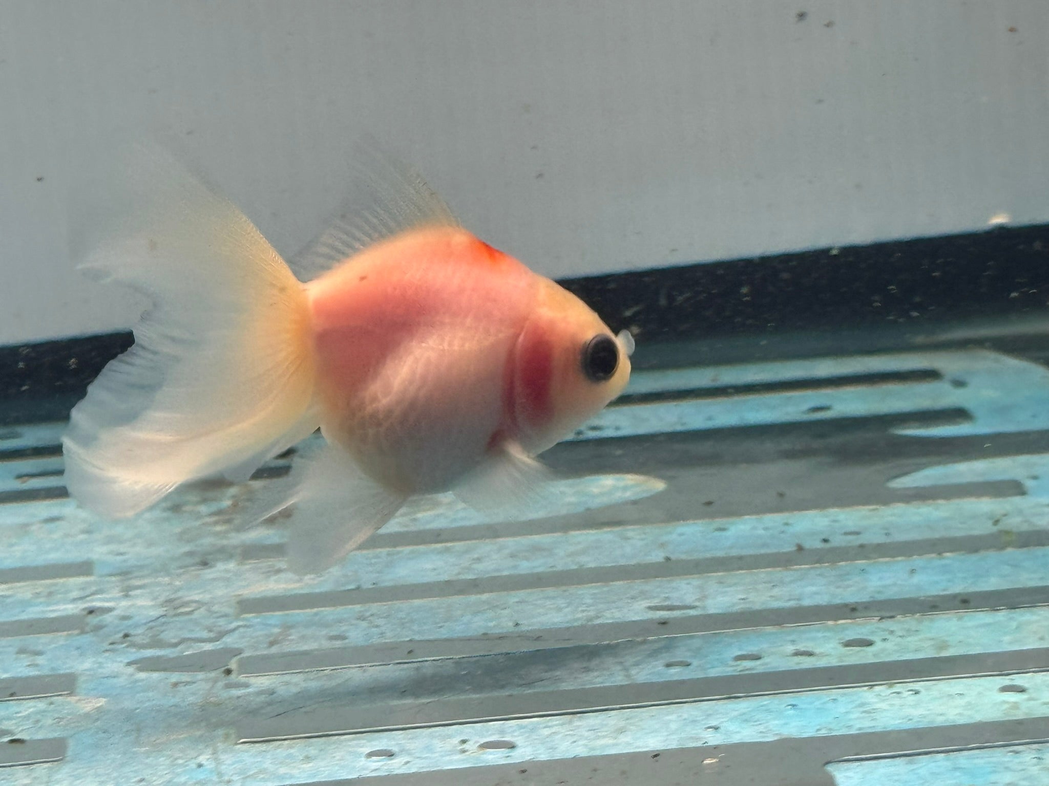 Oranda 7cm OR9 (Fish in photo) - Newlyn-pets - Newlyn-pets - 