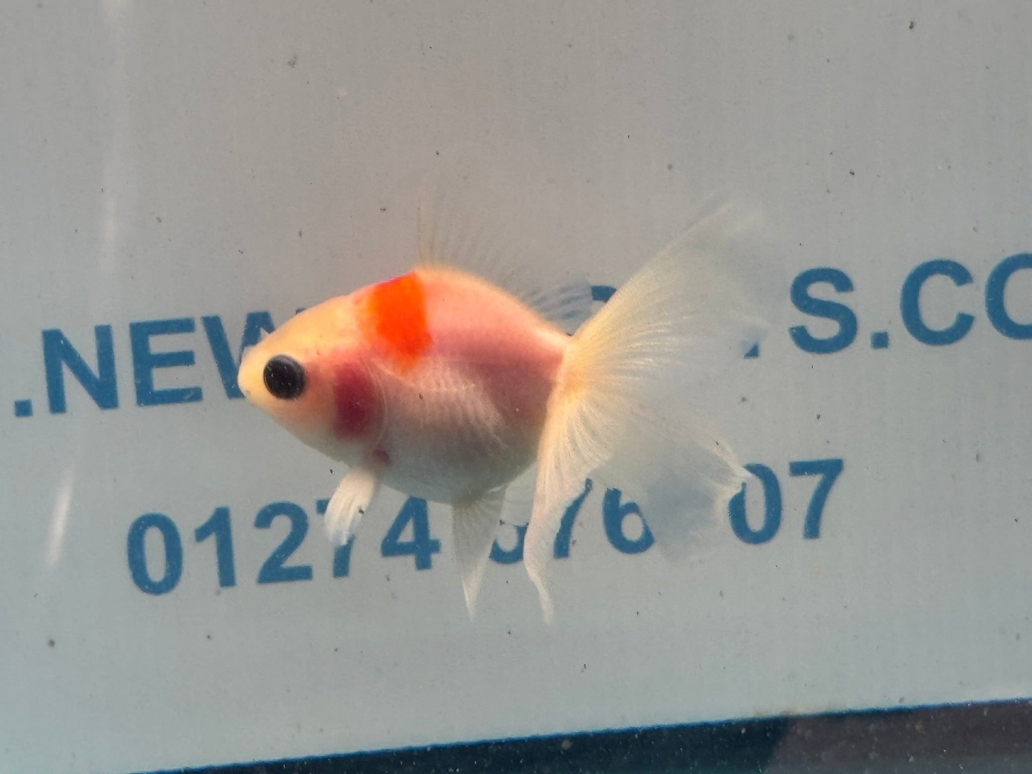 Oranda 7cm OR9 (Fish in photo) - Newlyn-pets - Newlyn-pets - 