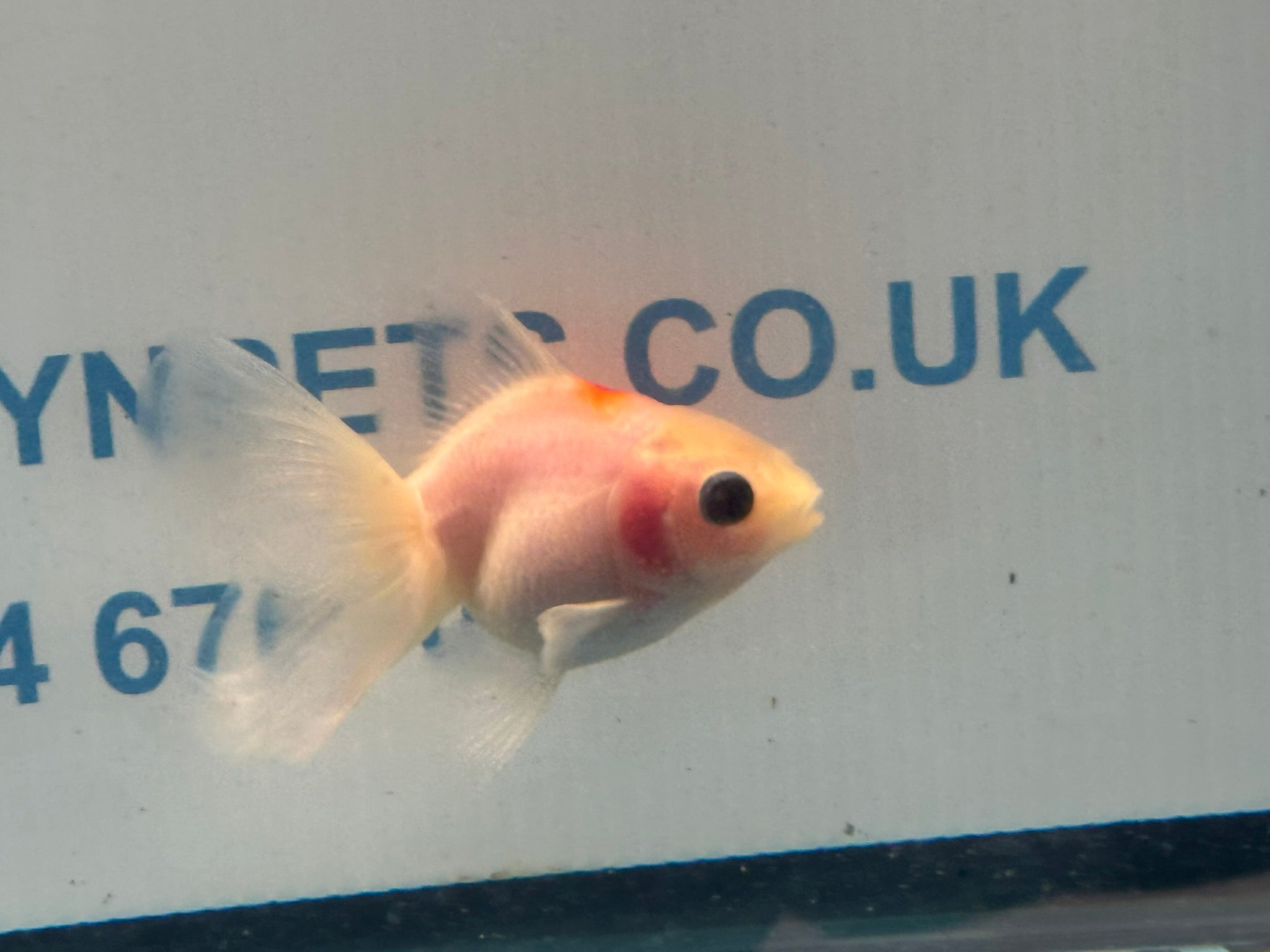 Oranda 7cm OR9 (Fish in photo) - Newlyn-pets - Newlyn-pets - 