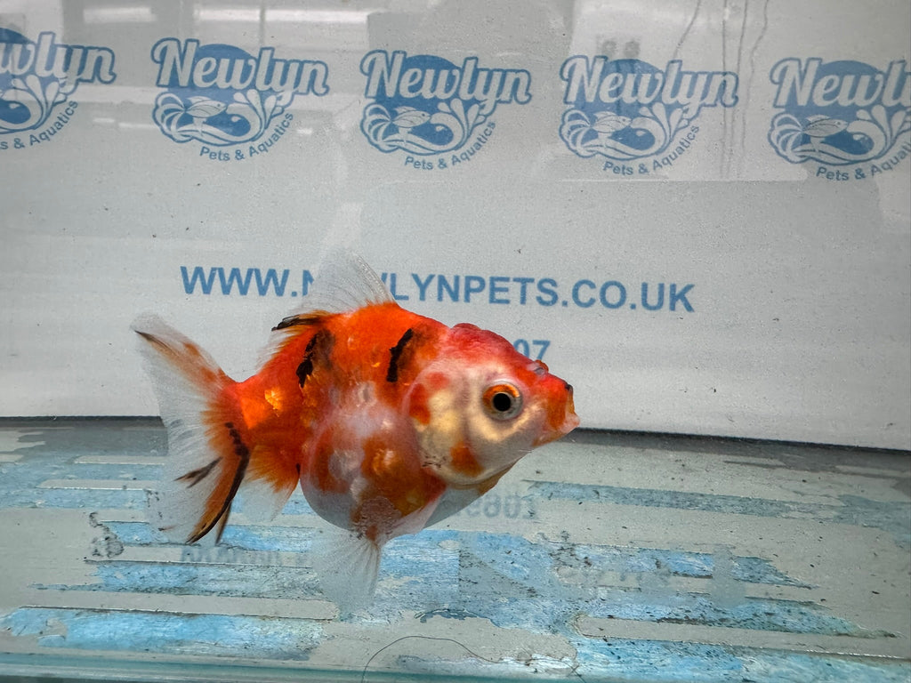 Oranda 9 - 10cm OR3 (Fish in photo) - Newlyn - pets - Newlyn - pets - 