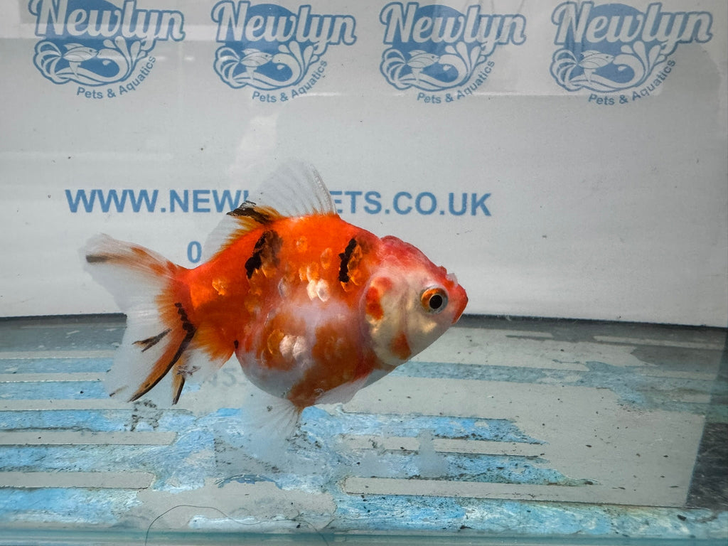 Oranda 9 - 10cm OR3 (Fish in photo) - Newlyn - pets - Newlyn - pets - 