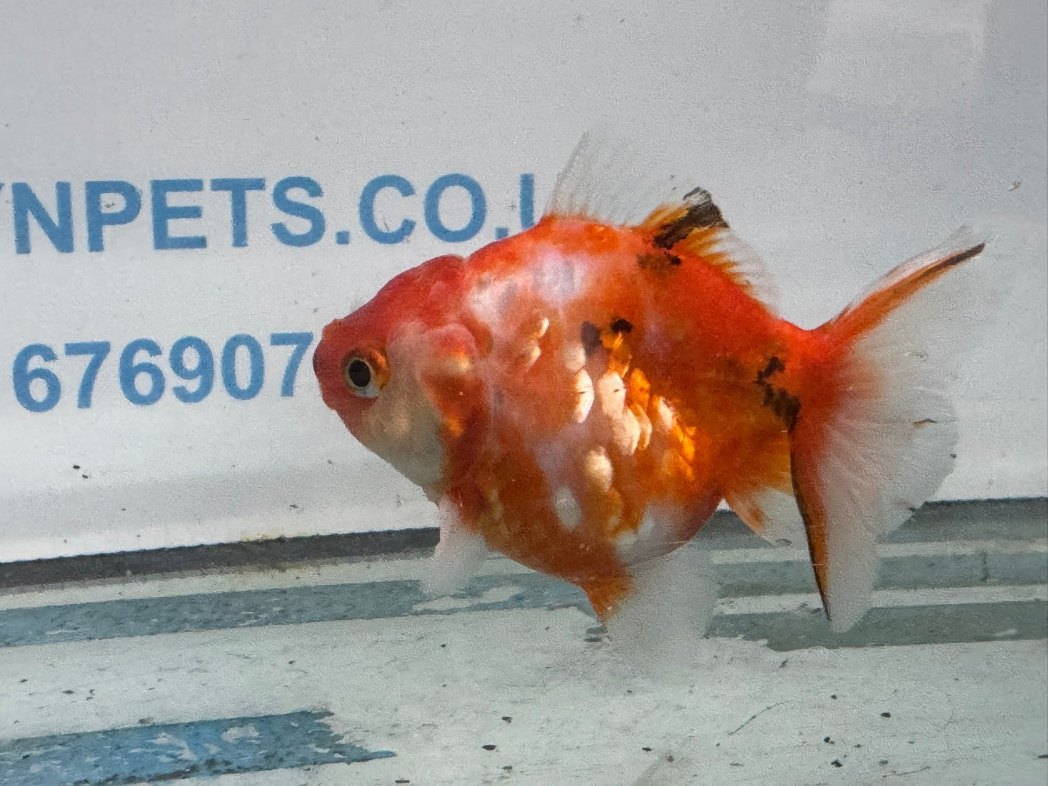 Oranda 9 - 10cm OR3 (Fish in photo) - Newlyn - pets - Newlyn - pets - 