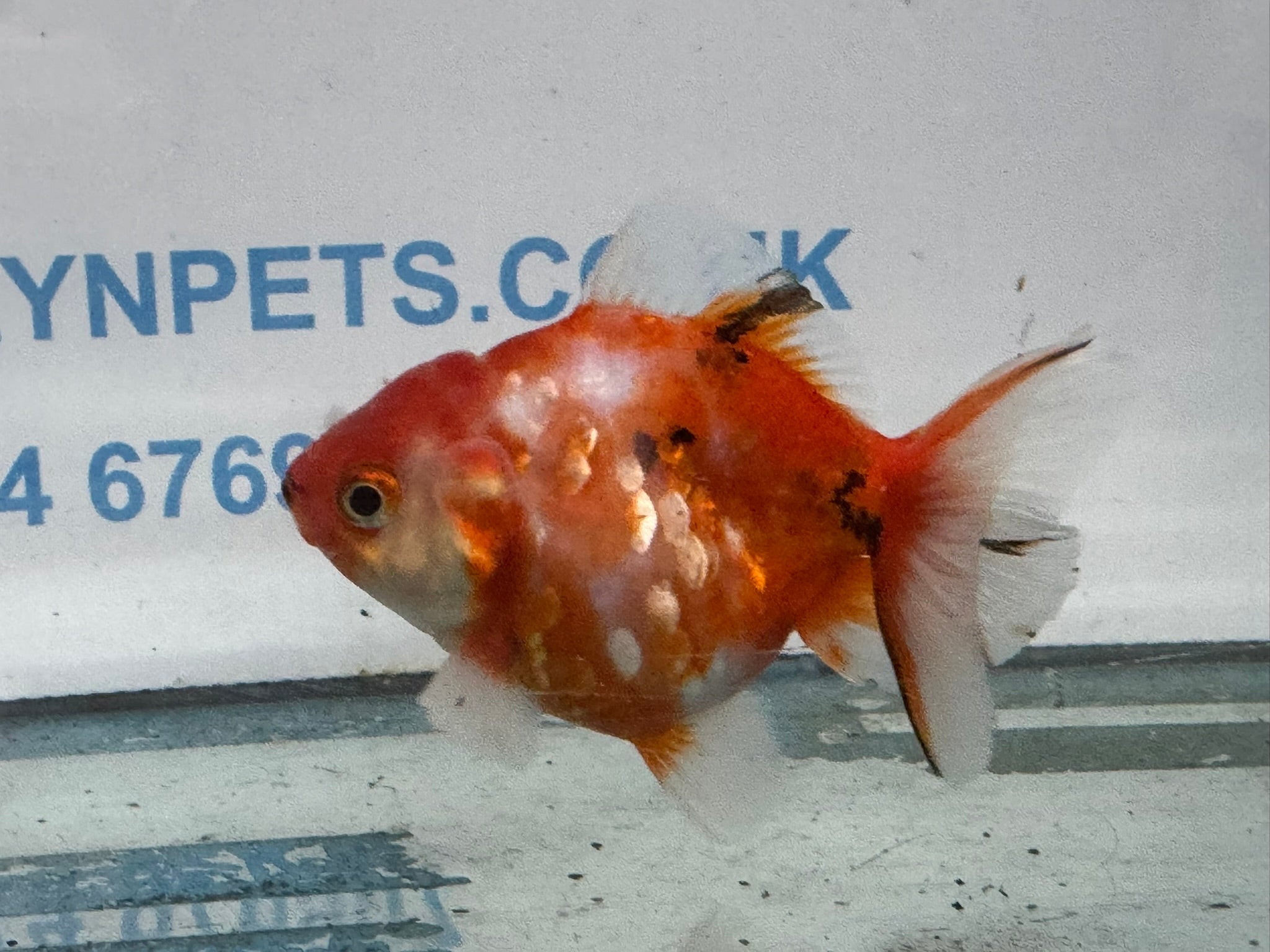 Oranda 9 - 10cm OR3 (Fish in photo) - Newlyn - pets - Newlyn - pets - 