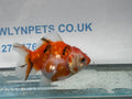 Oranda 9 - 10cm OR3 (Fish in photo) - Newlyn - pets - Newlyn - pets - 