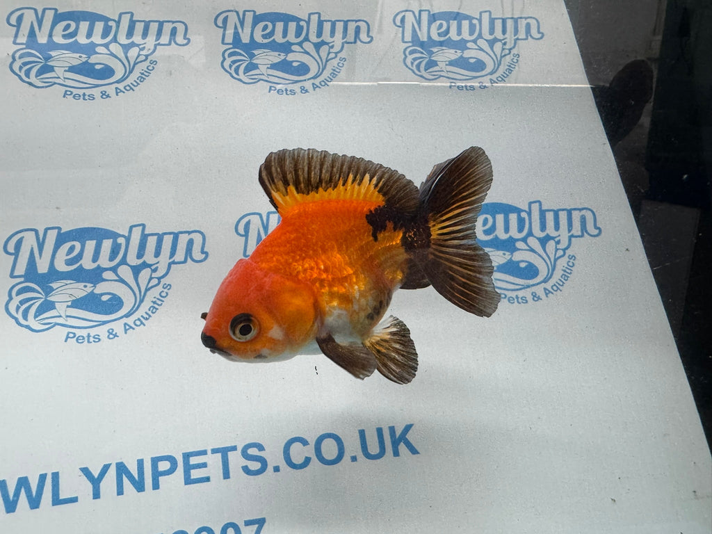 Oranda 9cm OR9 (Fish in photo) - Newlyn - pets - Newlyn - pets - 