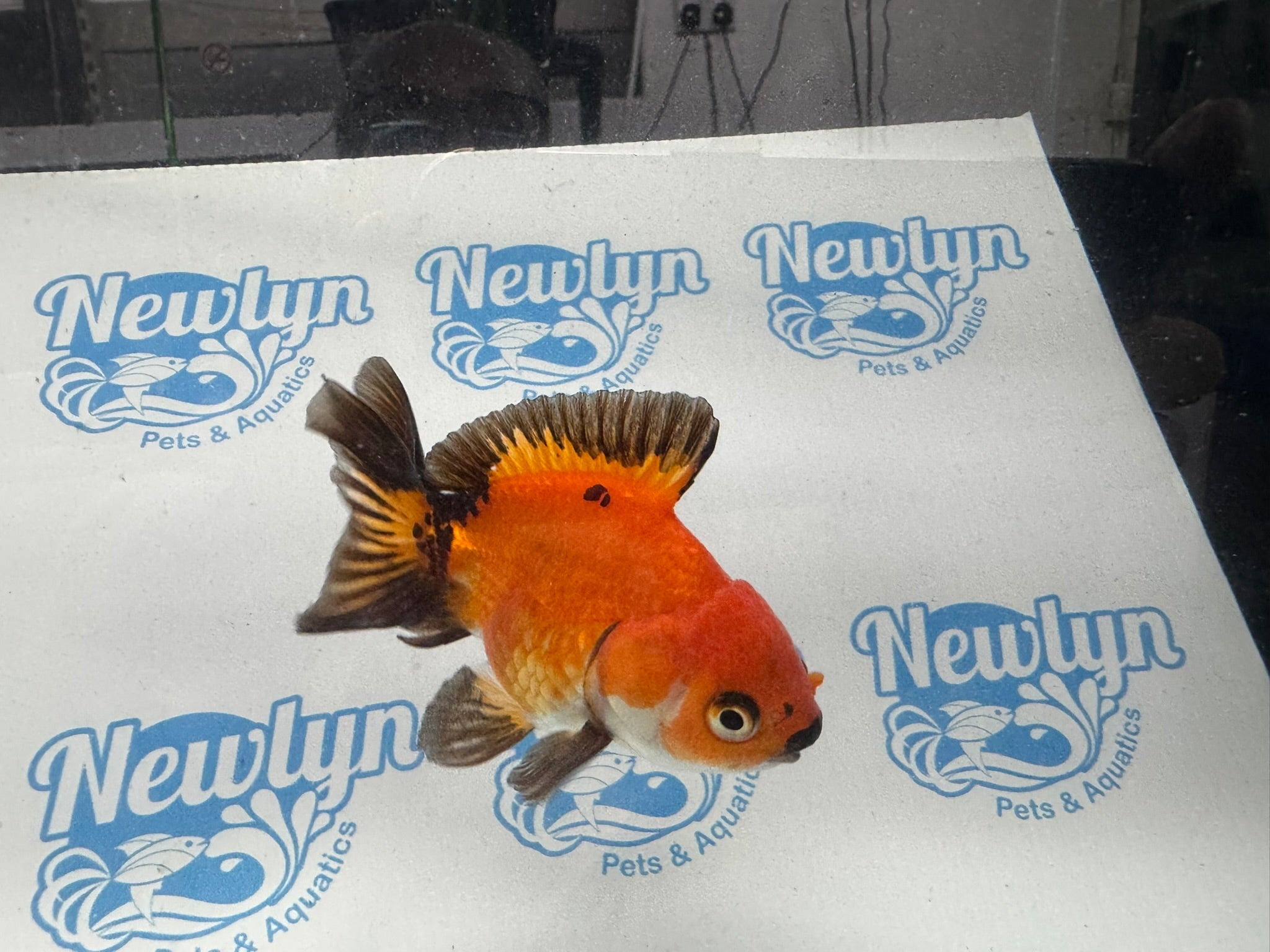 Oranda 9cm OR9 (Fish in photo) - Newlyn - pets - Newlyn - pets - 