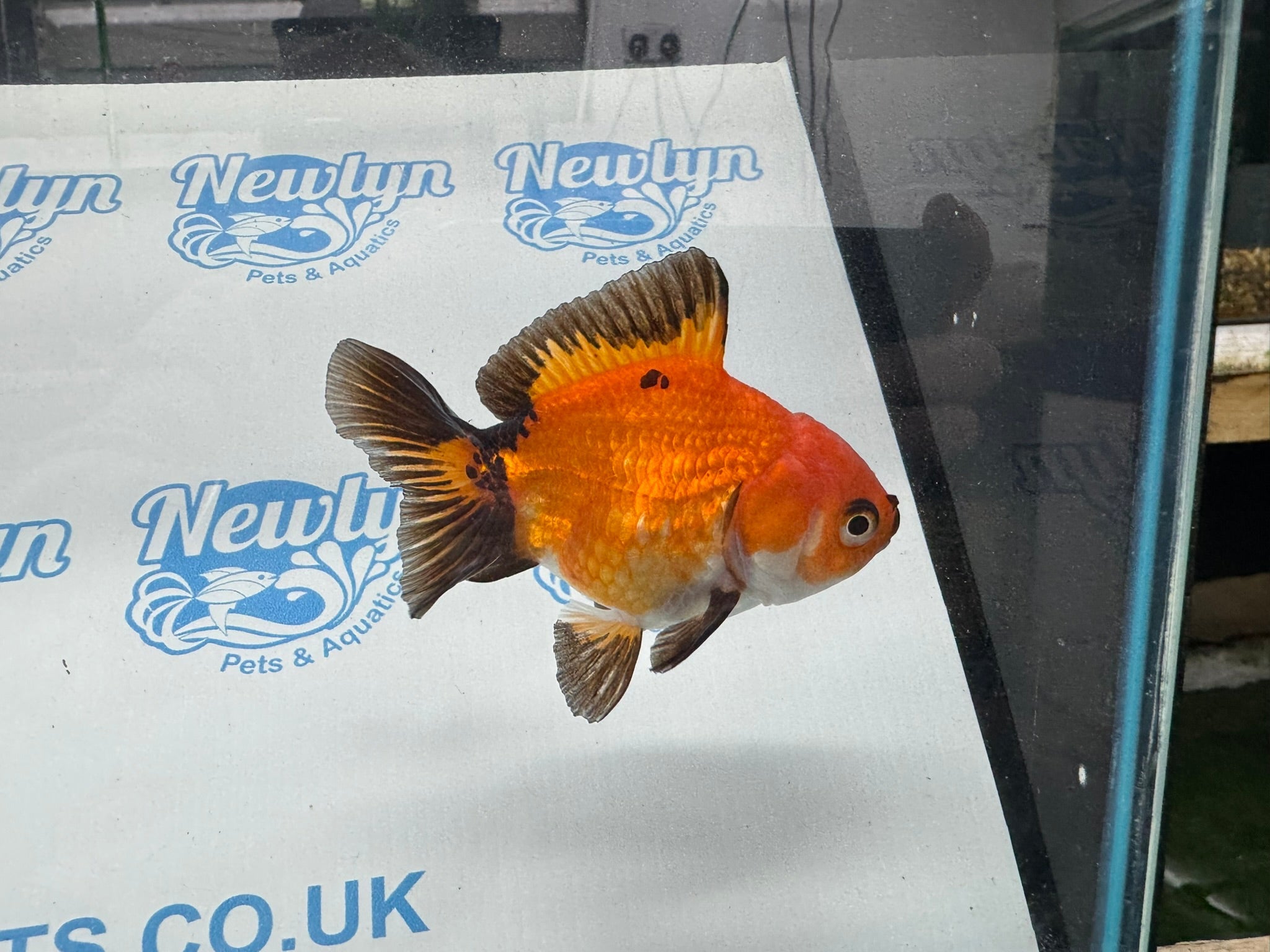 Oranda 9cm OR9 (Fish in photo) - Newlyn - pets - Newlyn - pets - 