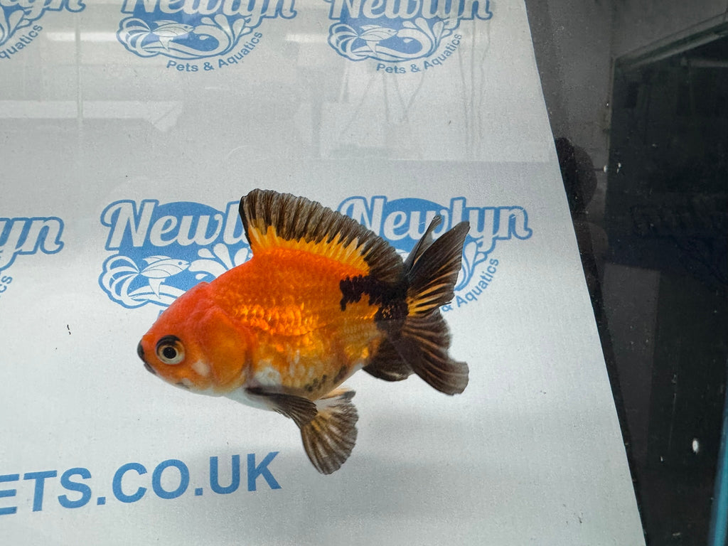 Oranda 9cm OR9 (Fish in photo) - Newlyn - pets - Newlyn - pets - 