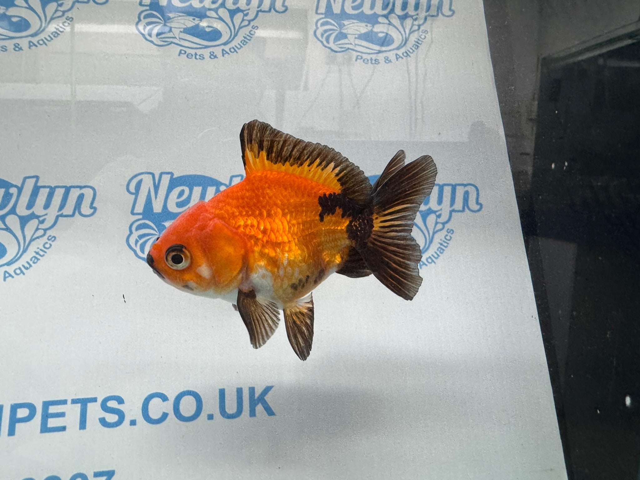 Oranda 9cm OR9 (Fish in photo) - Newlyn - pets - Newlyn - pets - 