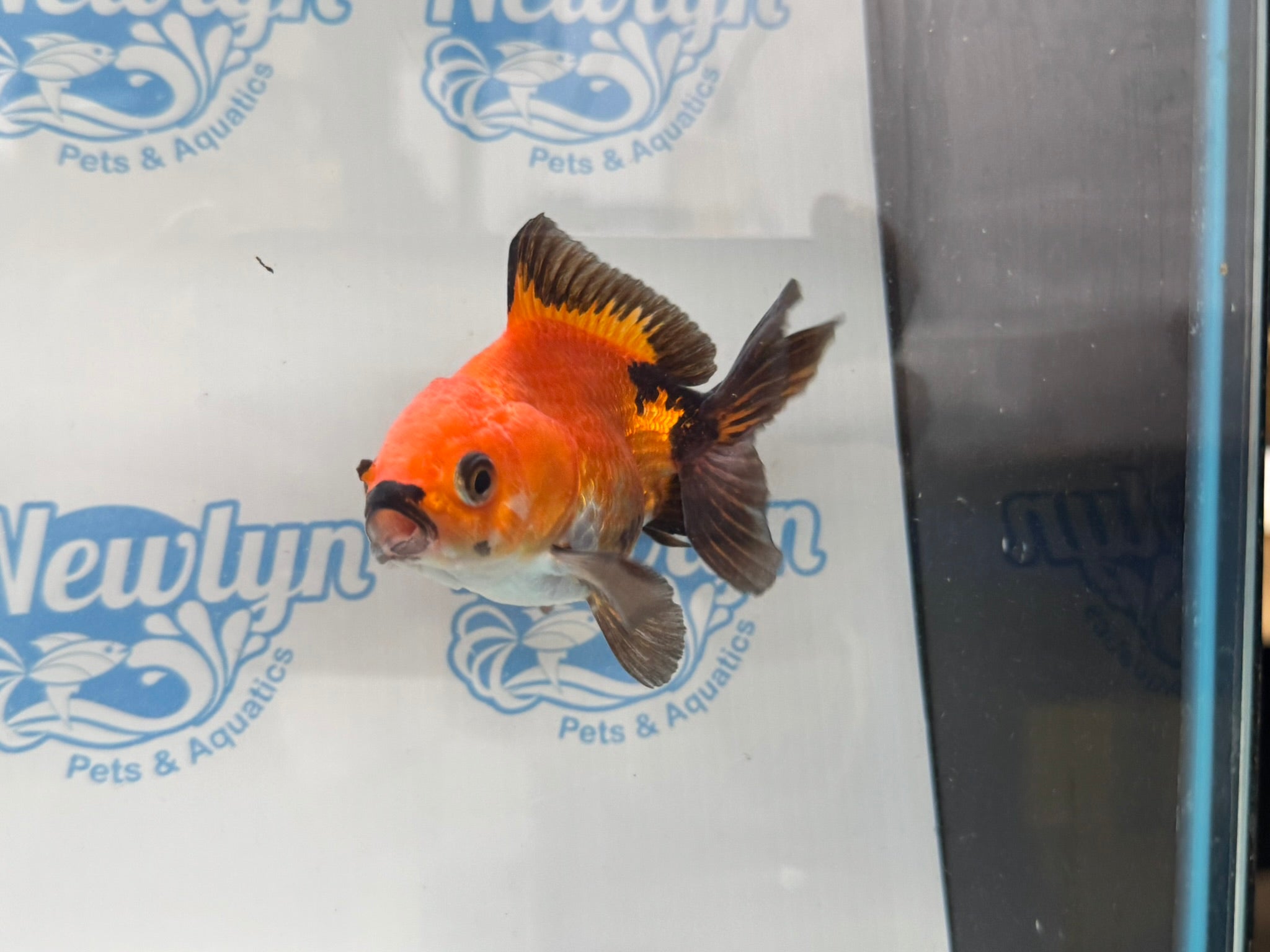 Oranda 9cm OR9 (Fish in photo) - Newlyn - pets - Newlyn - pets - 