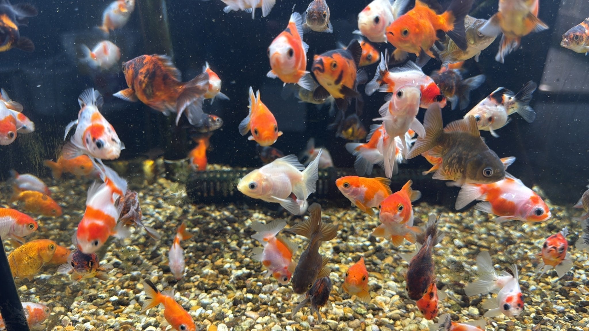 Oranda Fancy Goldfish 4 - 5cm (Picked at Random) - Newlyn - pets - Newlyn - pets - 