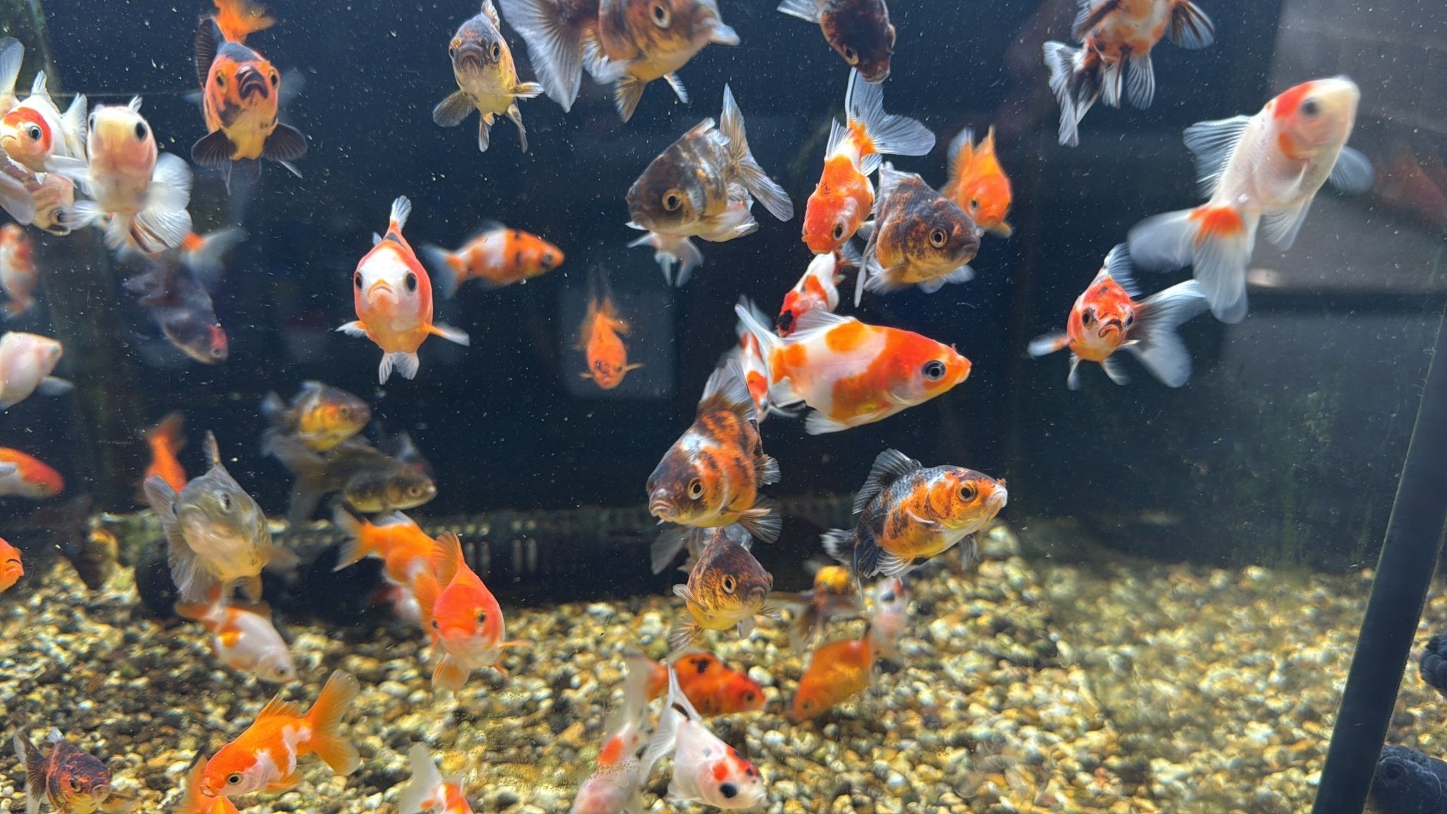 Oranda Fancy Goldfish 4 - 5cm (Picked at Random) - Newlyn - pets - Newlyn - pets - 