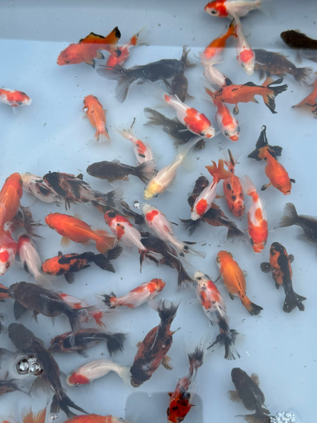 Oranda Fancy Goldfish 4 - 5cm (Picked at Random) - Newlyn - pets - Newlyn - pets - 