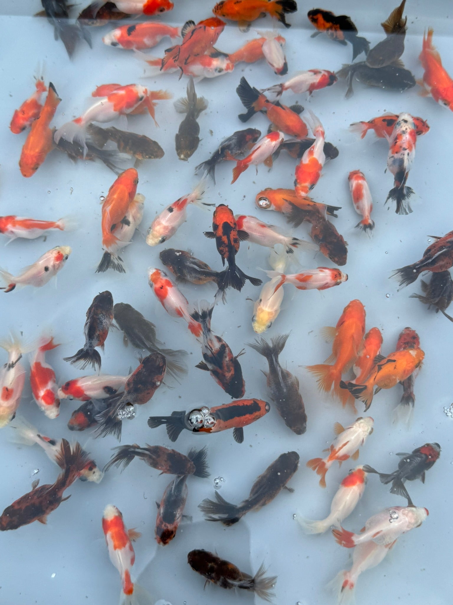 Oranda Fancy Goldfish 4 - 5cm (Picked at Random) - Newlyn - pets - Newlyn - pets - 