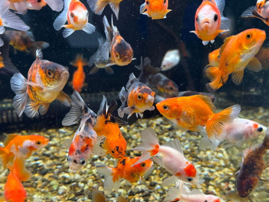 Oranda Fancy Goldfish 4 - 5cm (Picked at Random) - Newlyn - pets - Newlyn - pets - 