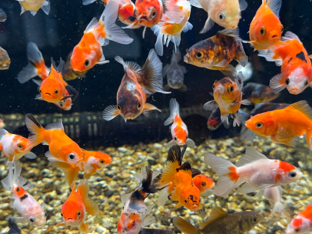 Oranda Fancy Goldfish 4 - 5cm (Picked at Random) - Newlyn - pets - Newlyn - pets - 