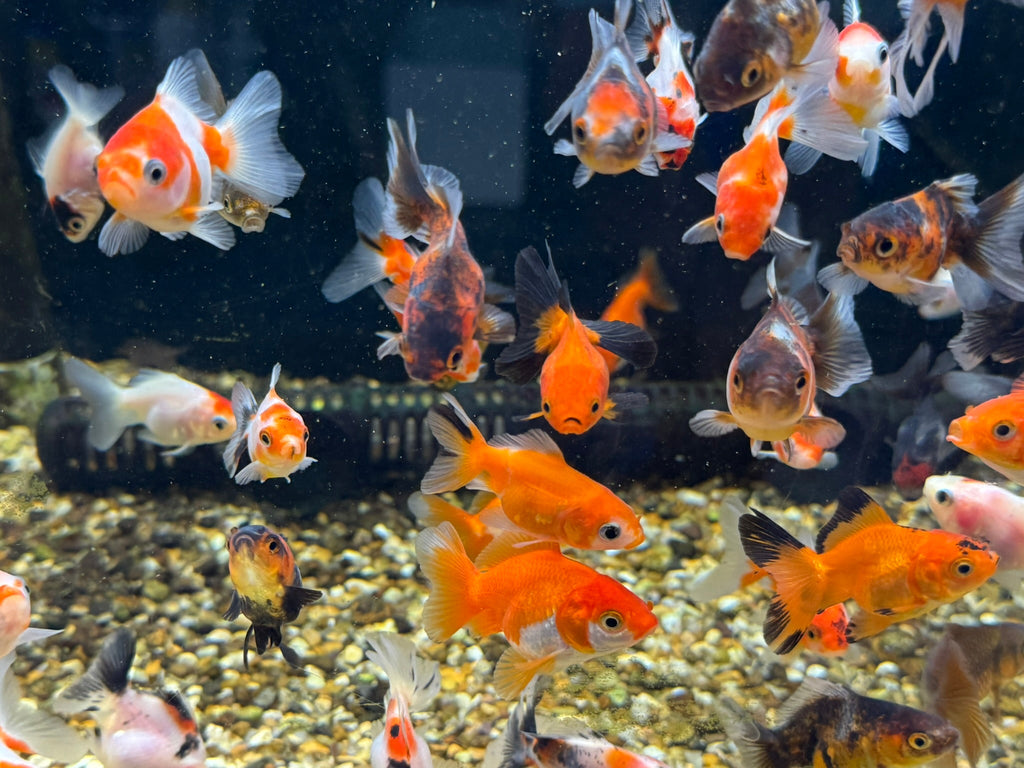 Oranda Fancy Goldfish 4 - 5cm (Picked at Random) - Newlyn - pets - Newlyn - pets - 