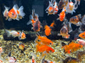 Oranda Fancy Goldfish 4 - 5cm (Picked at Random) - Newlyn - pets - Newlyn - pets - 