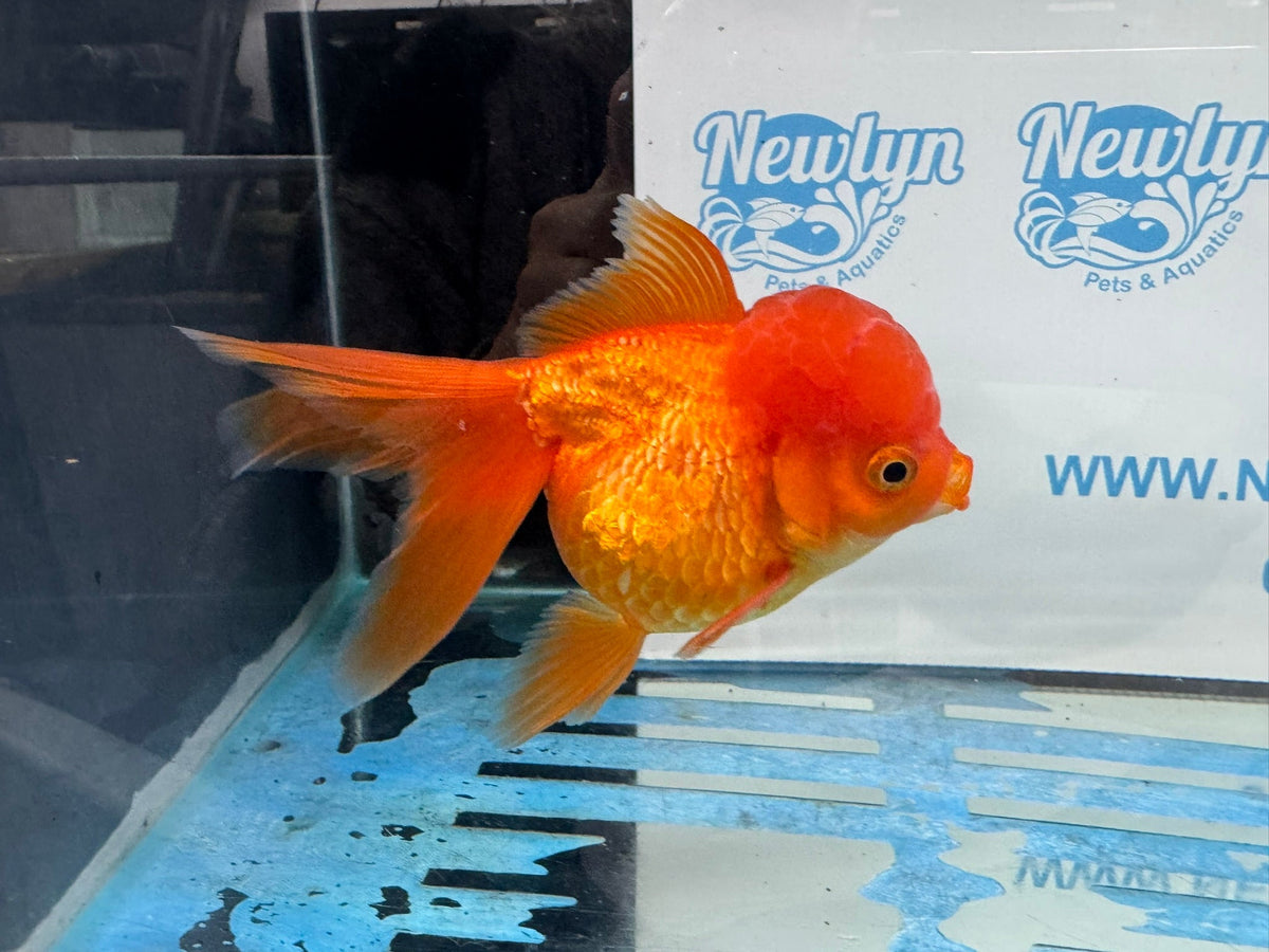 Oranda Red 12-13cm Chinese Fancy Goldfish ORred1 (Fish in photo) - Newlyn-pets - Newlyn-pets - 