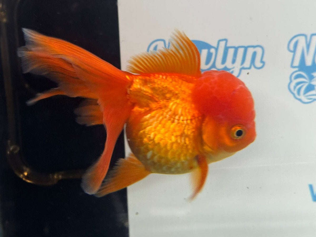 Oranda Red 12-13cm Chinese Fancy Goldfish ORred1 (Fish in photo) - Newlyn-pets - Newlyn-pets - 