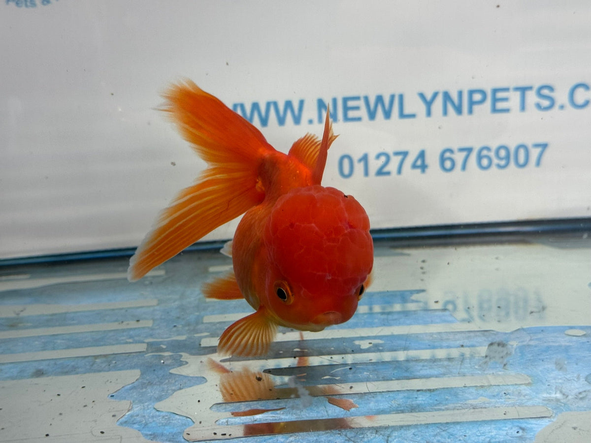 Oranda Red 12-13cm Chinese Fancy Goldfish ORred1 (Fish in photo) - Newlyn-pets - Newlyn-pets - 