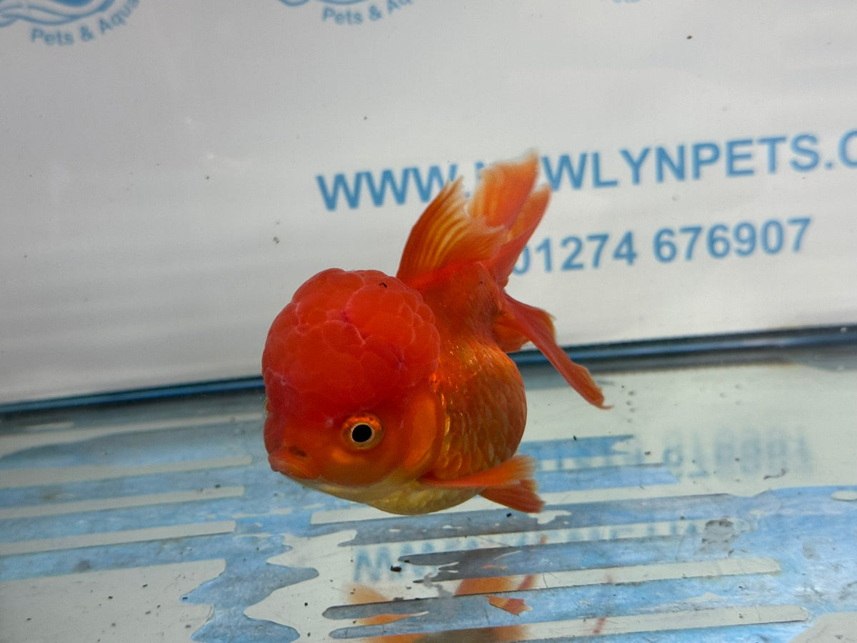 Oranda Red 12-13cm Chinese Fancy Goldfish ORred1 (Fish in photo) - Newlyn-pets - Newlyn-pets - 