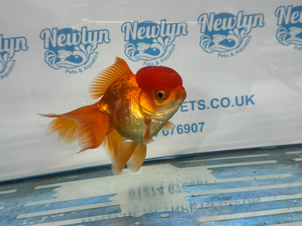 Oranda Red 12-13cm Chinese Fancy Goldfish ORred4 (Fish in photo) - Newlyn-pets - Newlyn-pets - 