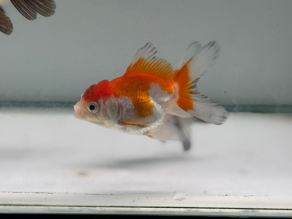 Oranda Red/Black Fancy Goldfish 5 - 6cm (Picked at Random)(BF6B) - Newlyn - pets - Newlyn - pets - 
