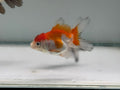 Oranda Red/Black Fancy Goldfish 5 - 6cm (Picked at Random)(BF6B) - Newlyn - pets - Newlyn - pets - 