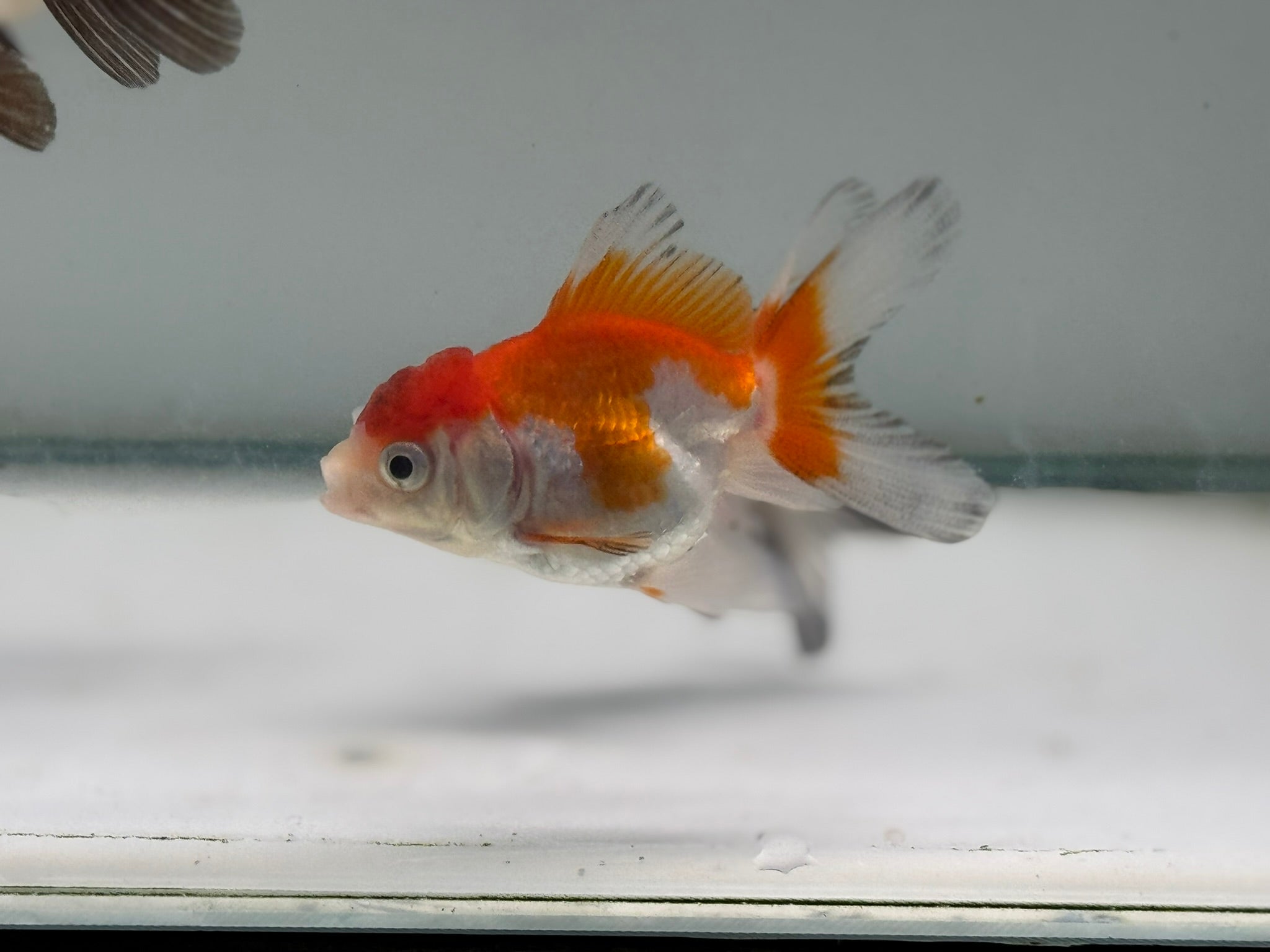Oranda Red/Black Fancy Goldfish 5 - 6cm (Picked at Random)(BF6B) - Newlyn - pets - Newlyn - pets - 
