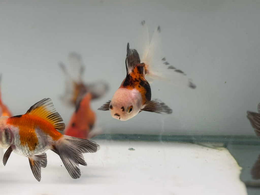 Oranda Red/Black Fancy Goldfish 5 - 6cm (Picked at Random)(BF6B) - Newlyn - pets - Newlyn - pets - 