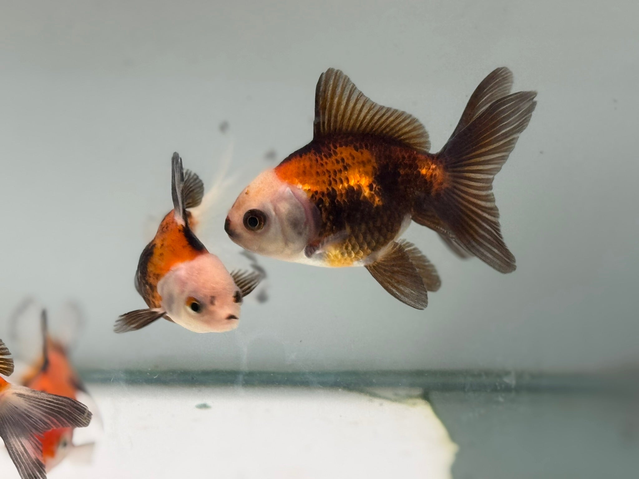 Oranda Red/Black Fancy Goldfish 5 - 6cm (Picked at Random)(BF6B) - Newlyn - pets - Newlyn - pets - 