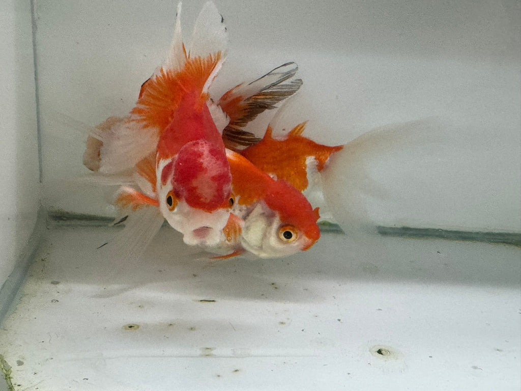Oranda Red/White Fancy Goldfish 8 - 10cm (Picked at Random) - Newlyn - pets - Newlyn - pets - 