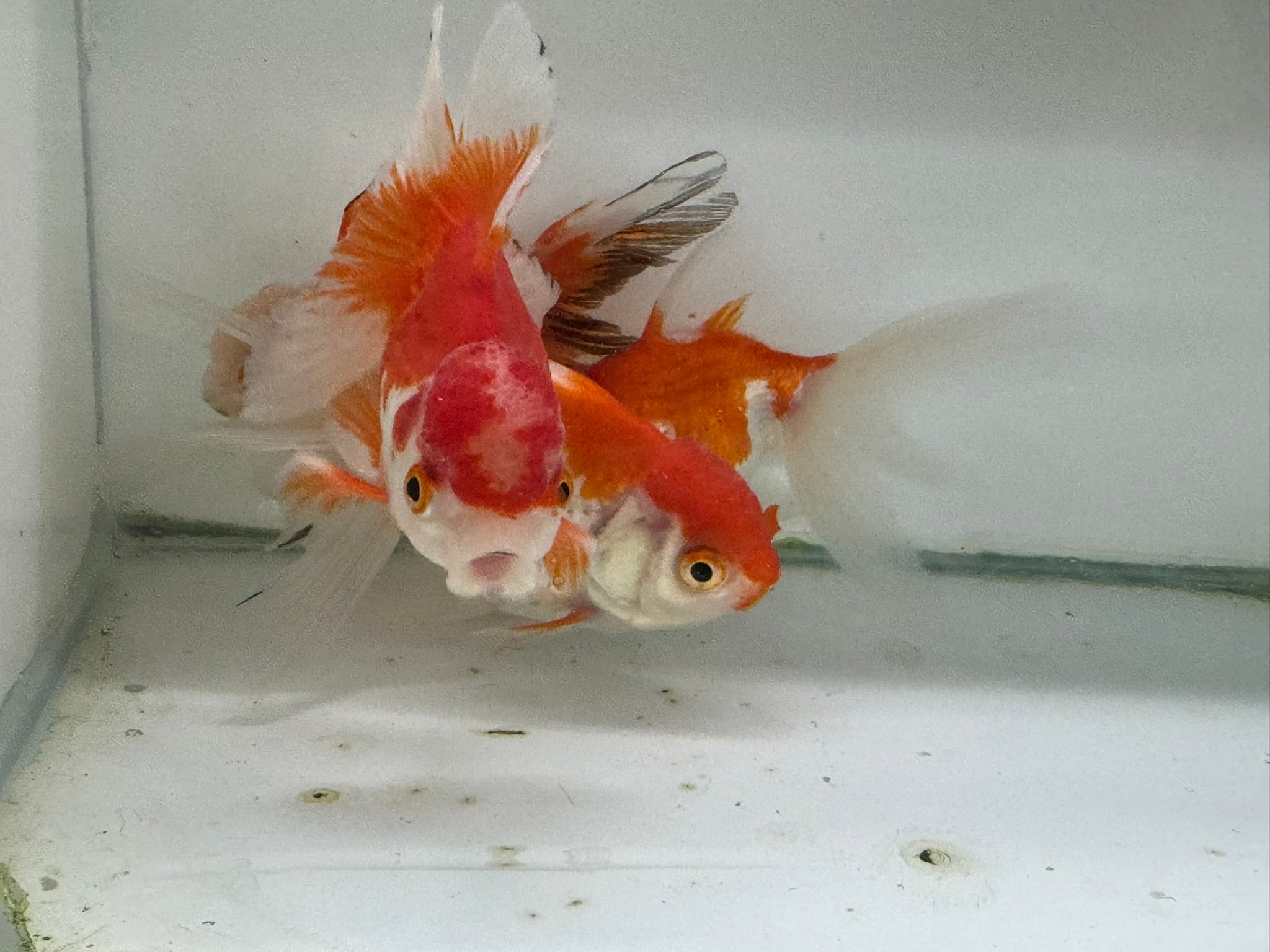 Oranda Red/White Fancy Goldfish 8 - 10cm (Picked at Random) - Newlyn - pets - Newlyn - pets - 