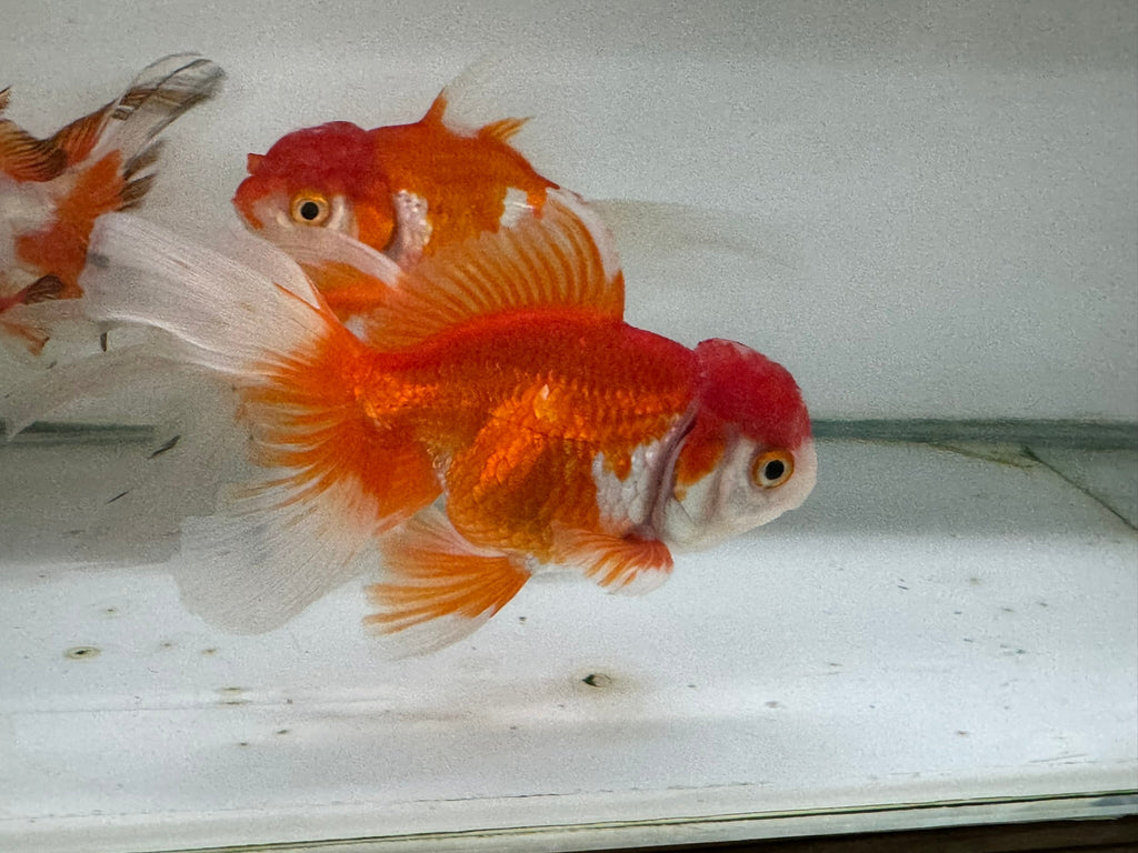 Oranda Red/White Fancy Goldfish 8 - 10cm (Picked at Random) - Newlyn - pets - Newlyn - pets - 